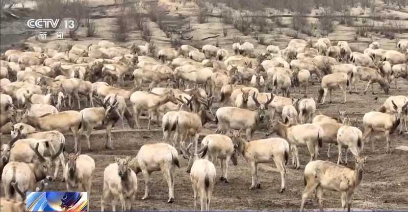  特别“家庭旅行团”亮相 我国野生动植物保护交出亮眼答卷 新闻