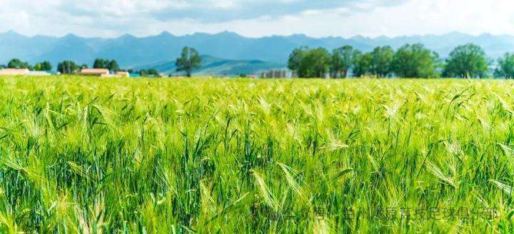  绿茵场上绽放高原风情；天佑德青稞酒独家冠名兰州陇原竞技，2026赛季蓄势待发。 体育新闻 绿茵场上绽放高原风情；天佑德青稞酒独家冠名兰州陇原竞技，2026赛季蓄势待发。 体育新闻