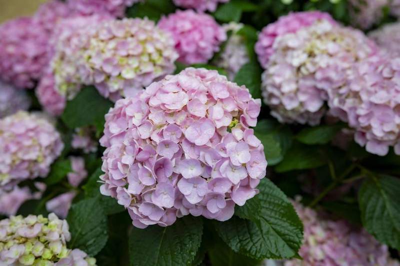  【深度拆解】长风大悦城花集：3000株花海背后的商业空间重构逻辑 企业服务